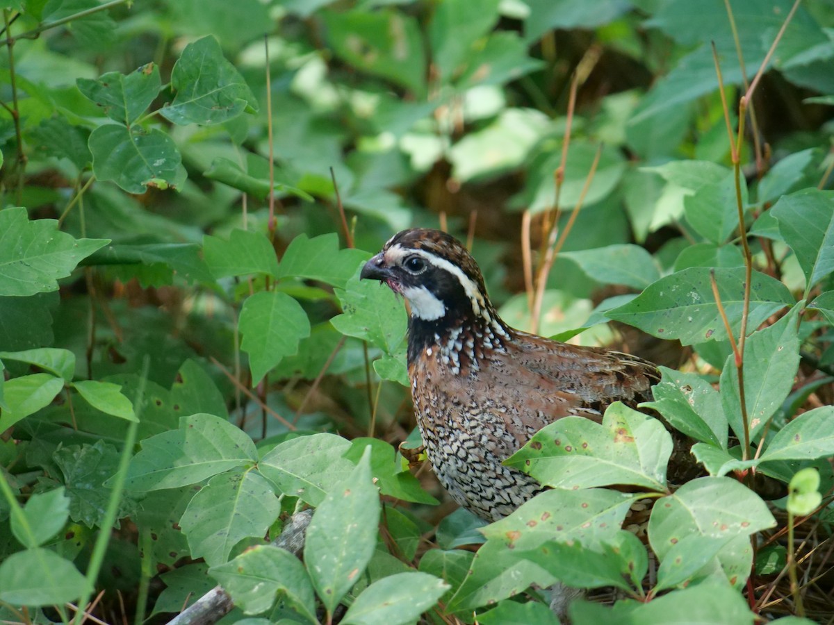 Northern Bobwhite - ML642089840