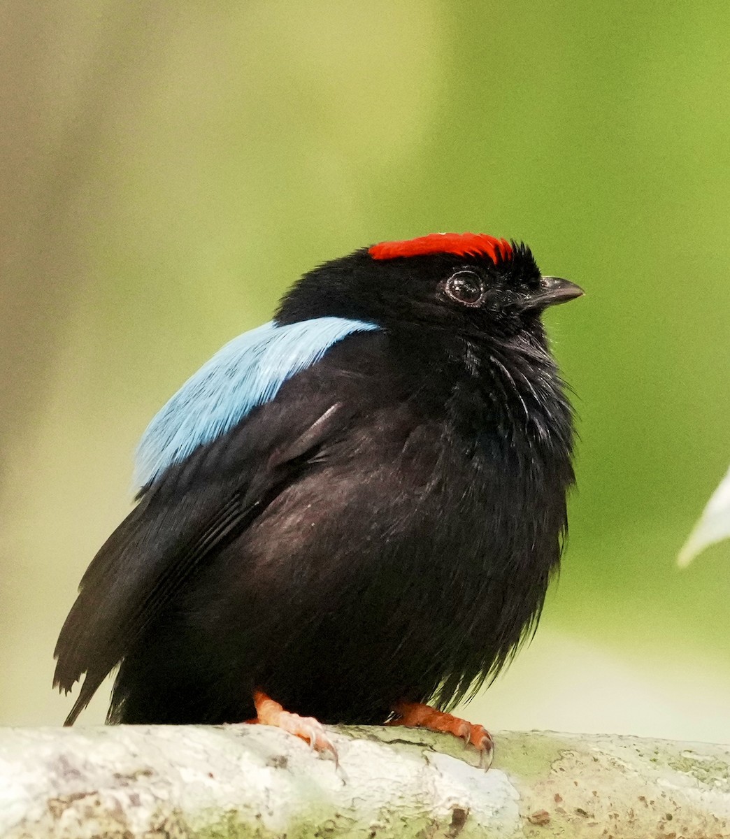 Blue-backed Manakin - ML642089852