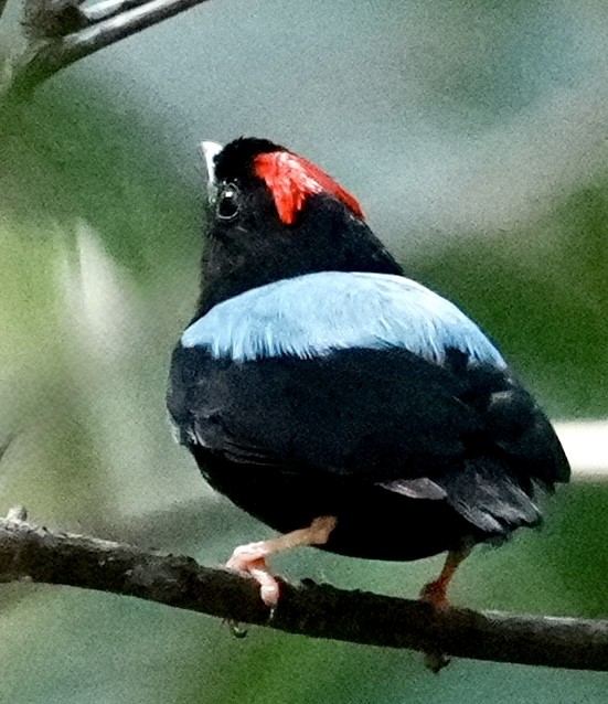 Blue-backed Manakin - ML642089853