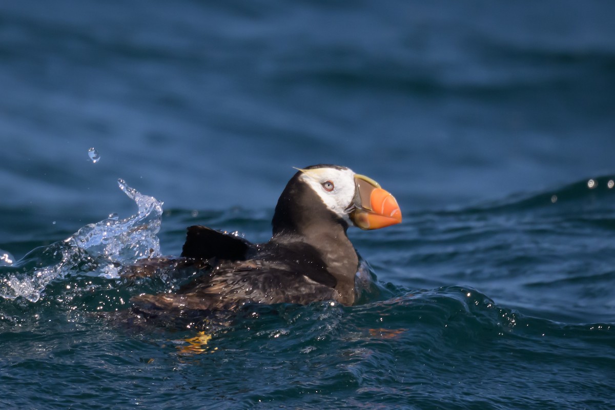 Tufted Puffin - ML642089856