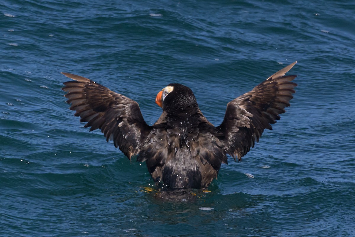 Tufted Puffin - ML642089857