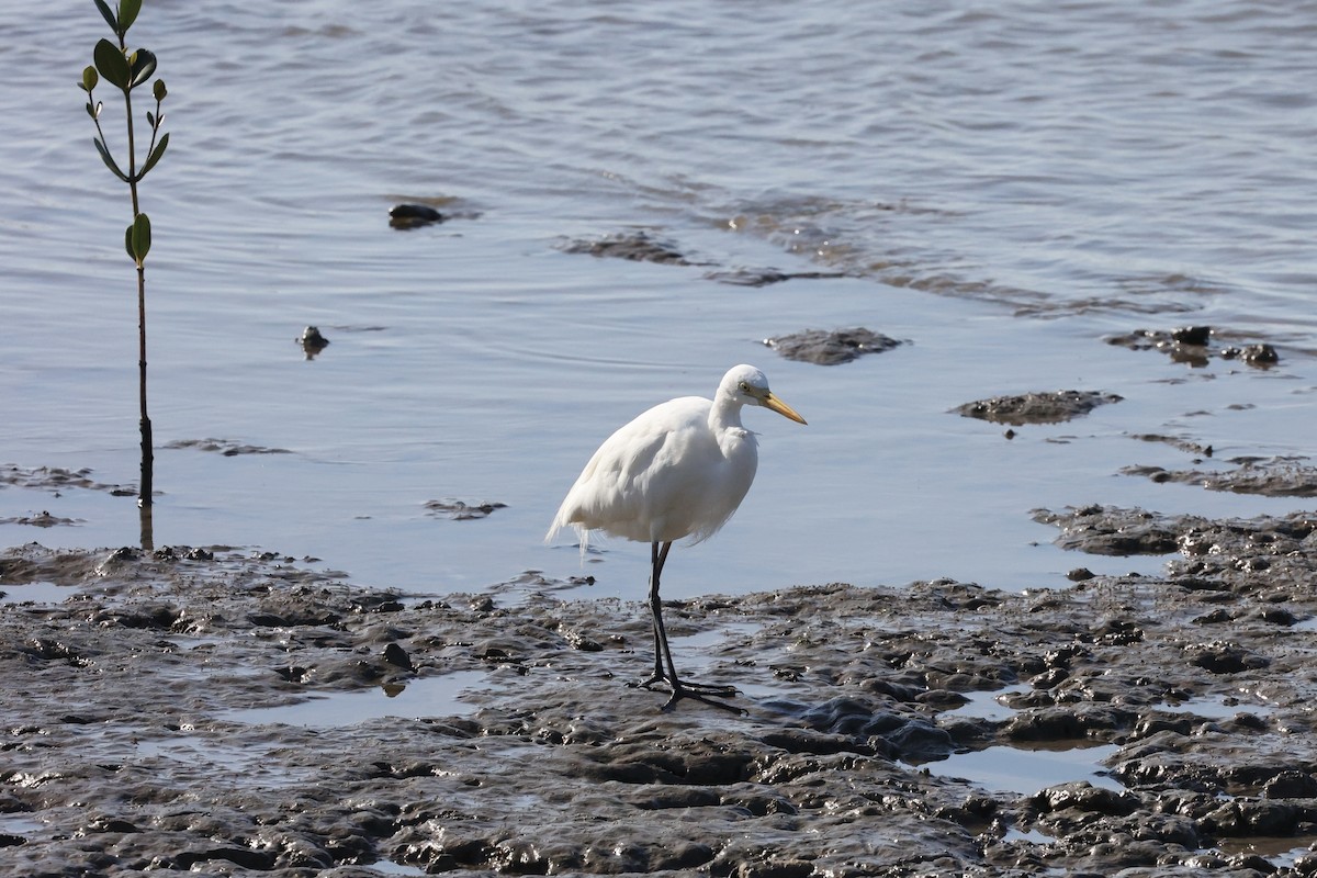 Plumed Egret - ML642089858