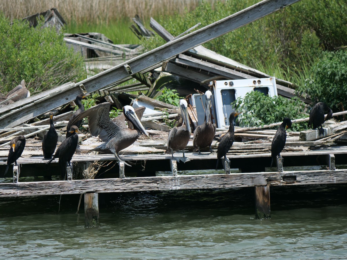 Brown Pelican - ML642089859