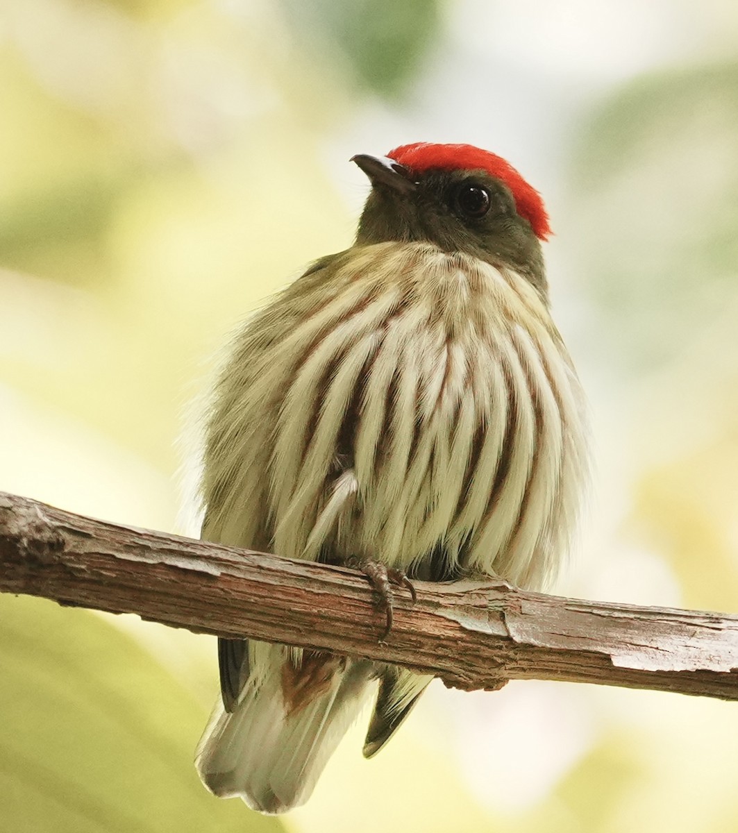 Kinglet Manakin - ML642089874
