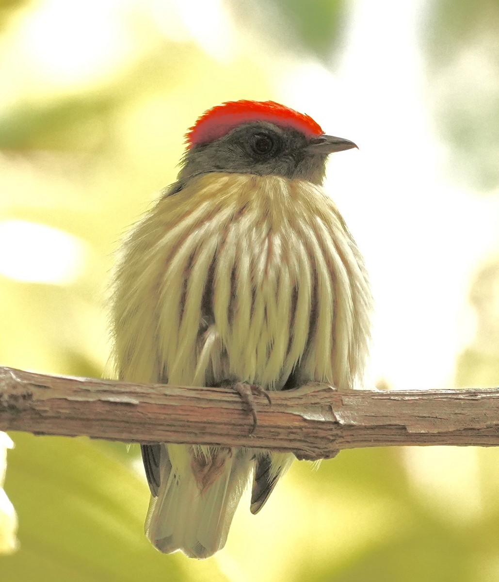 Kinglet Manakin - ML642089875
