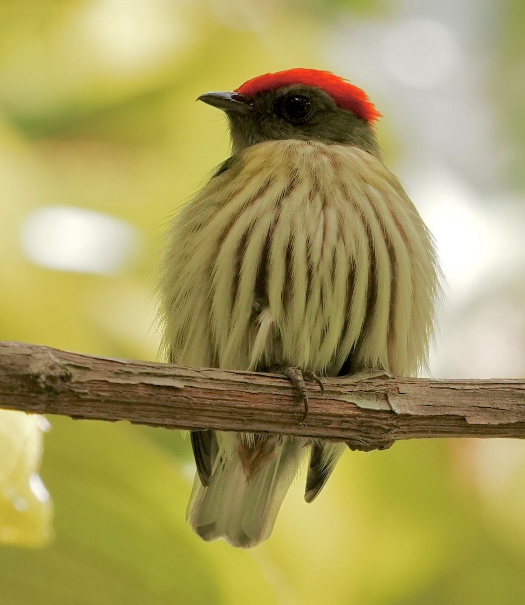 Kinglet Manakin - ML642089876