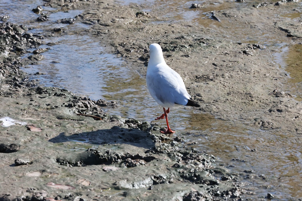 Silver Gull (Silver) - ML642089878