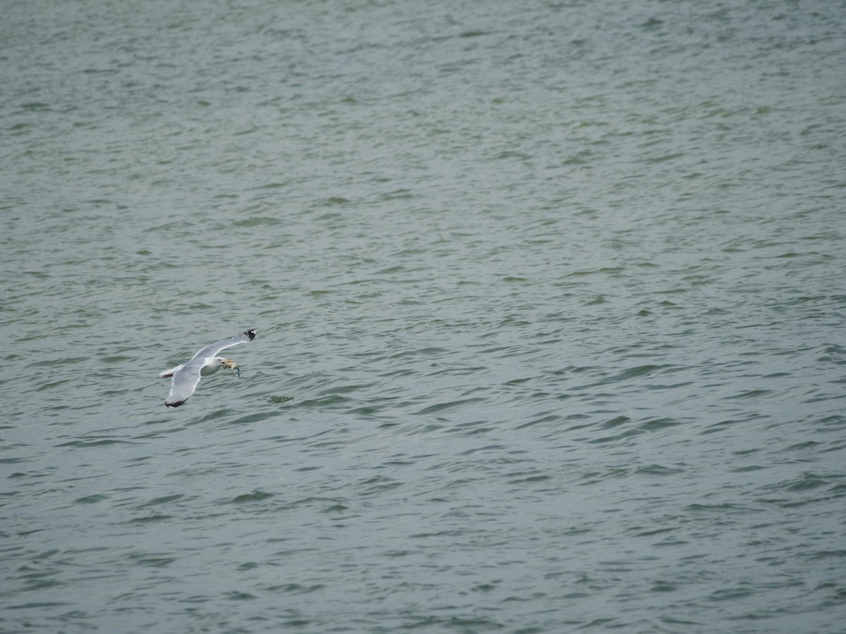 American Herring Gull - ML642089879