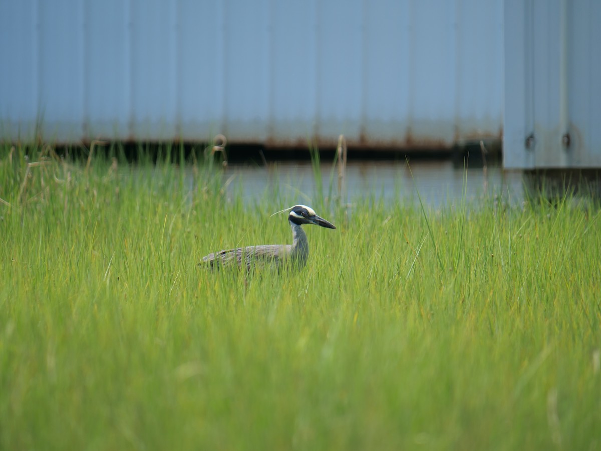 Yellow-crowned Night Heron - ML642089884