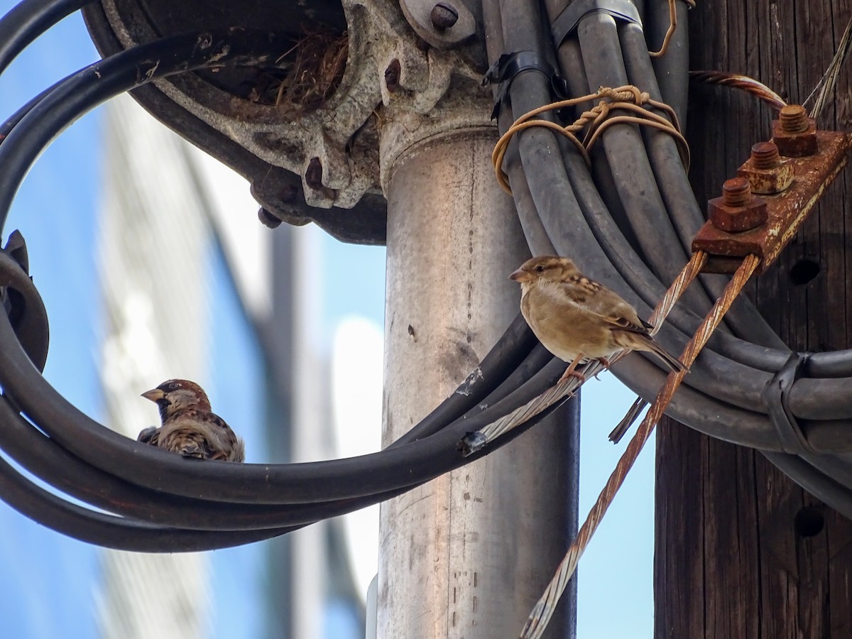 House Sparrow - ML642089897
