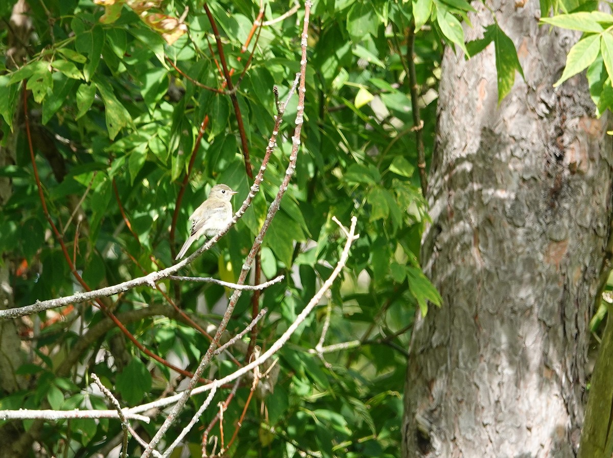 Empidonax sp. - ML642089900