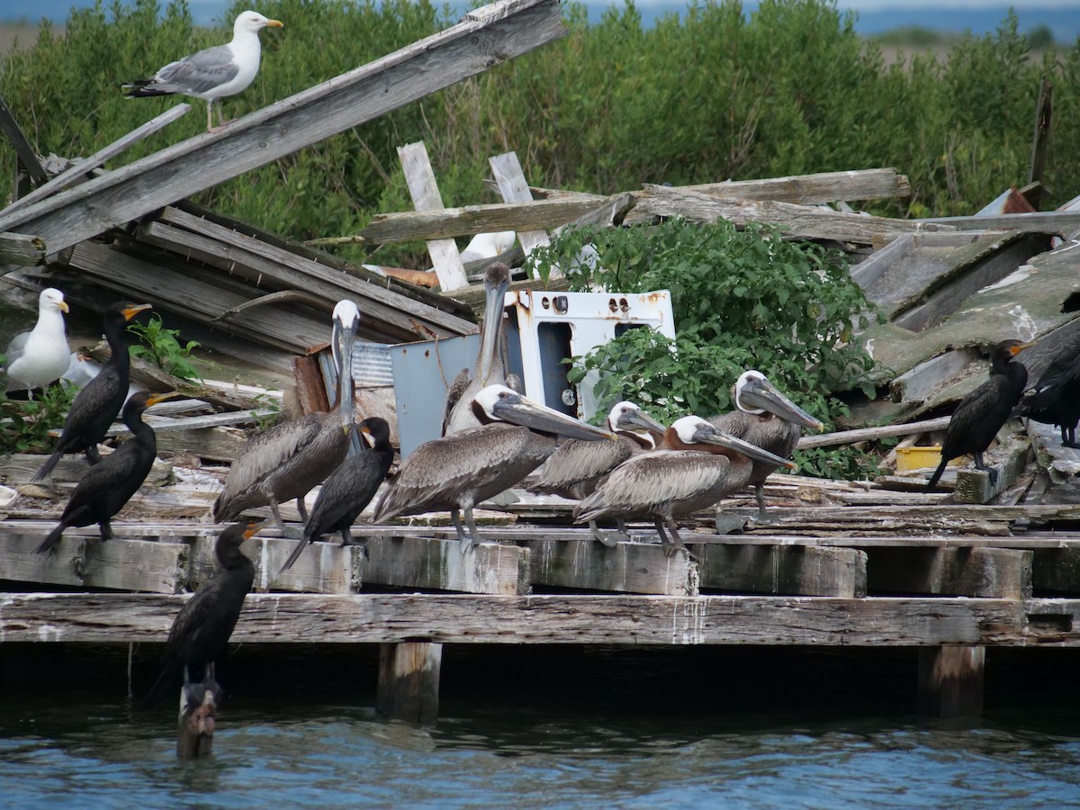 Brown Pelican - ML642089918