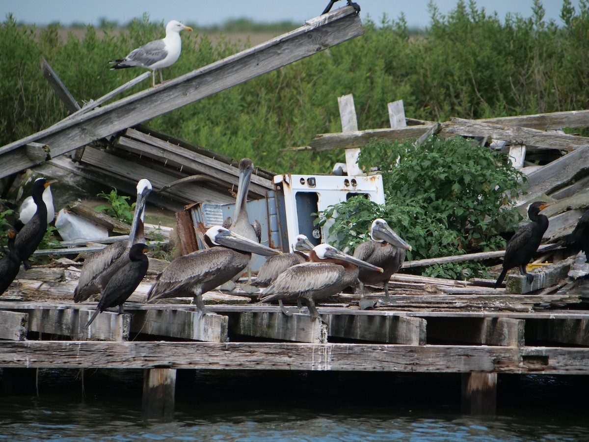 Brown Pelican - ML642089920