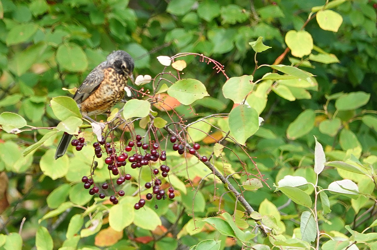American Robin - ML642089943