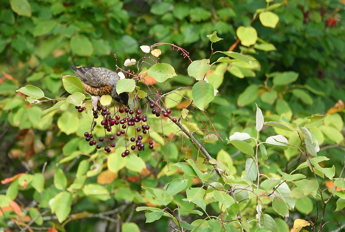 American Robin - ML642089944