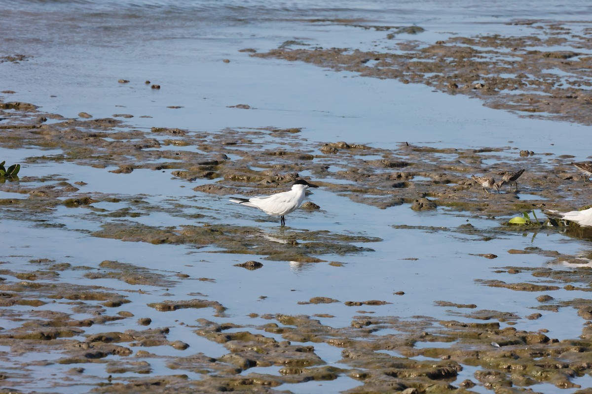 Australian Tern - ML642089956