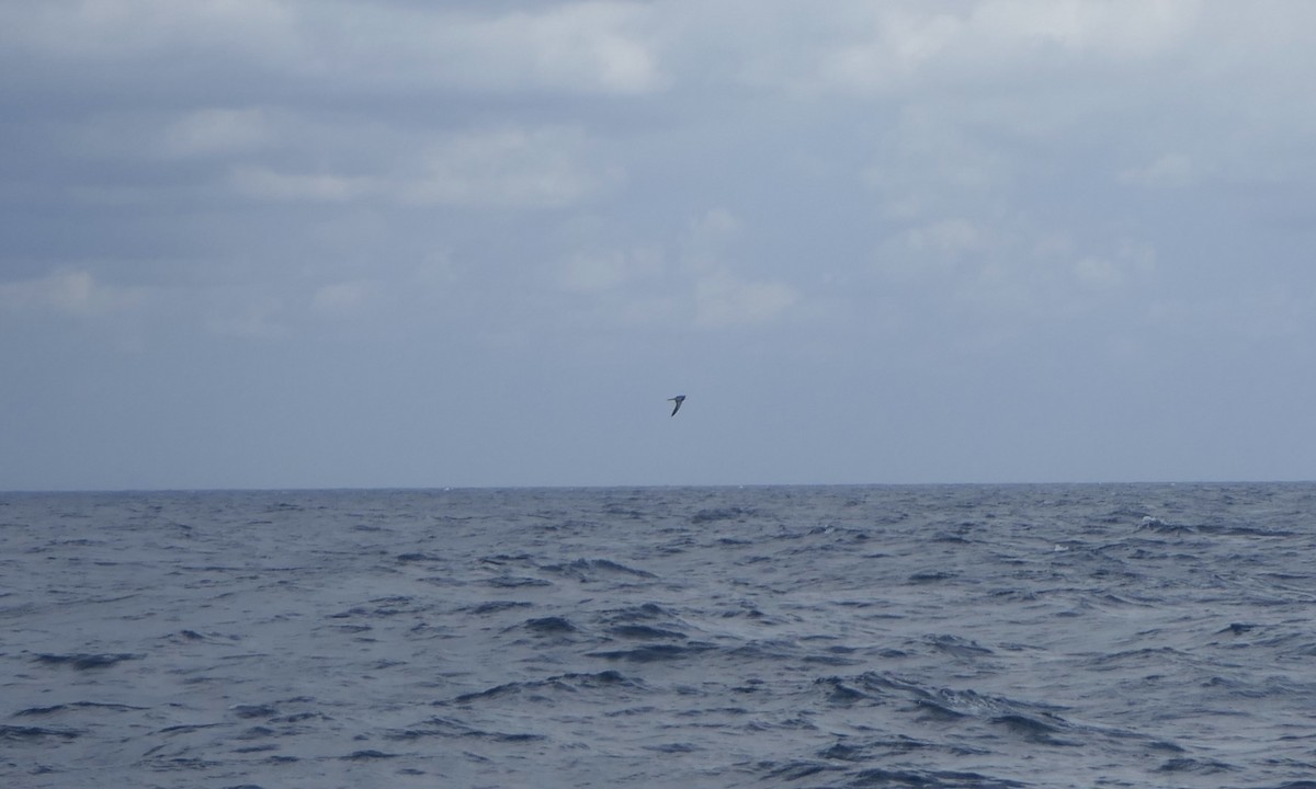 Cory's/Scopoli's Shearwater - ML642089985