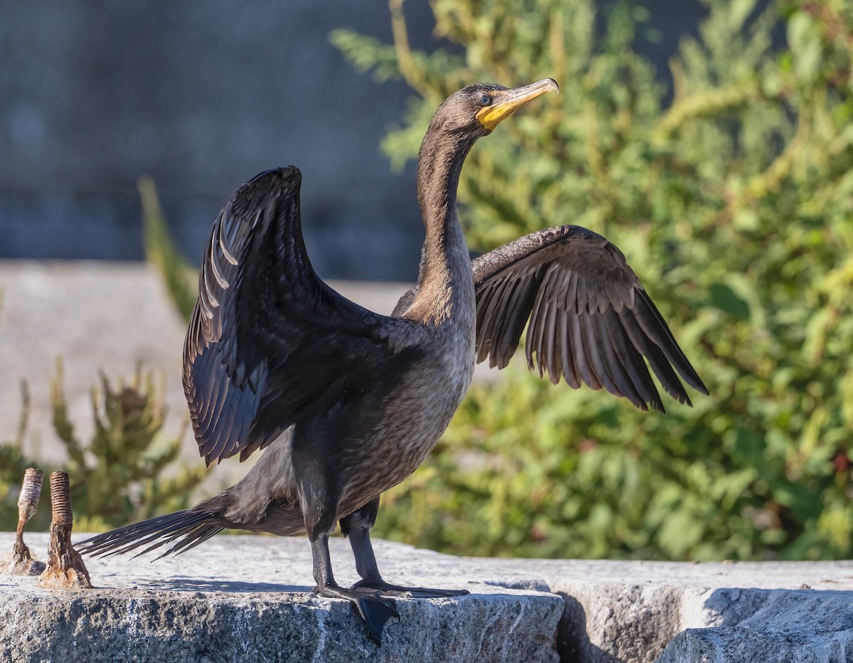 Cormorán Orejudo - ML642089986