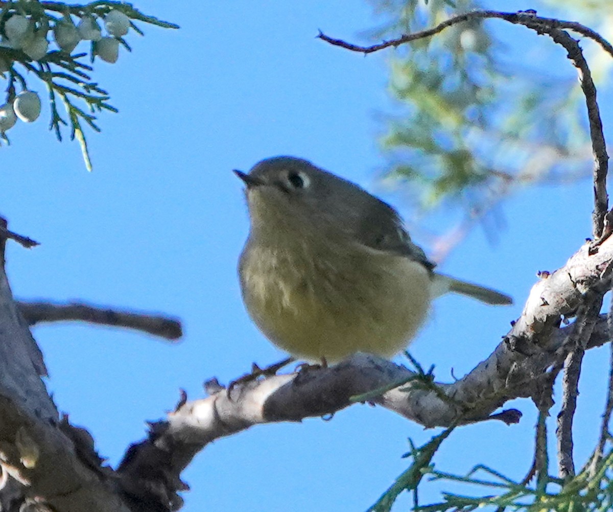 Ruby-crowned Kinglet - ML642089989