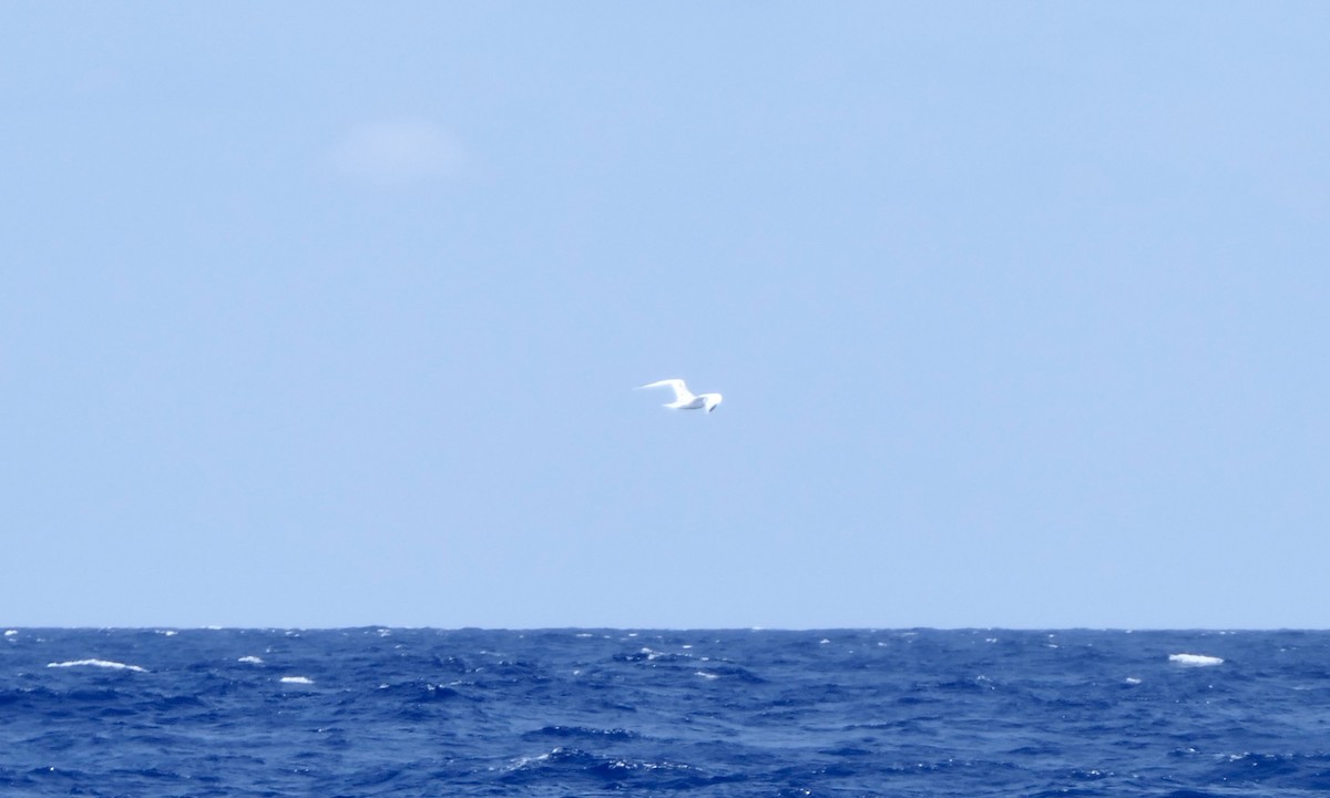 White-tailed Tropicbird - ML642089997