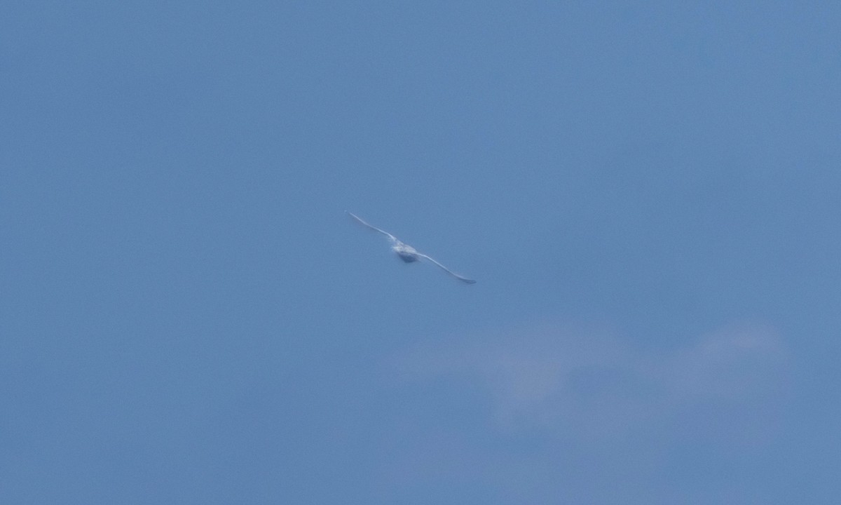 White-tailed Tropicbird - ML642090002