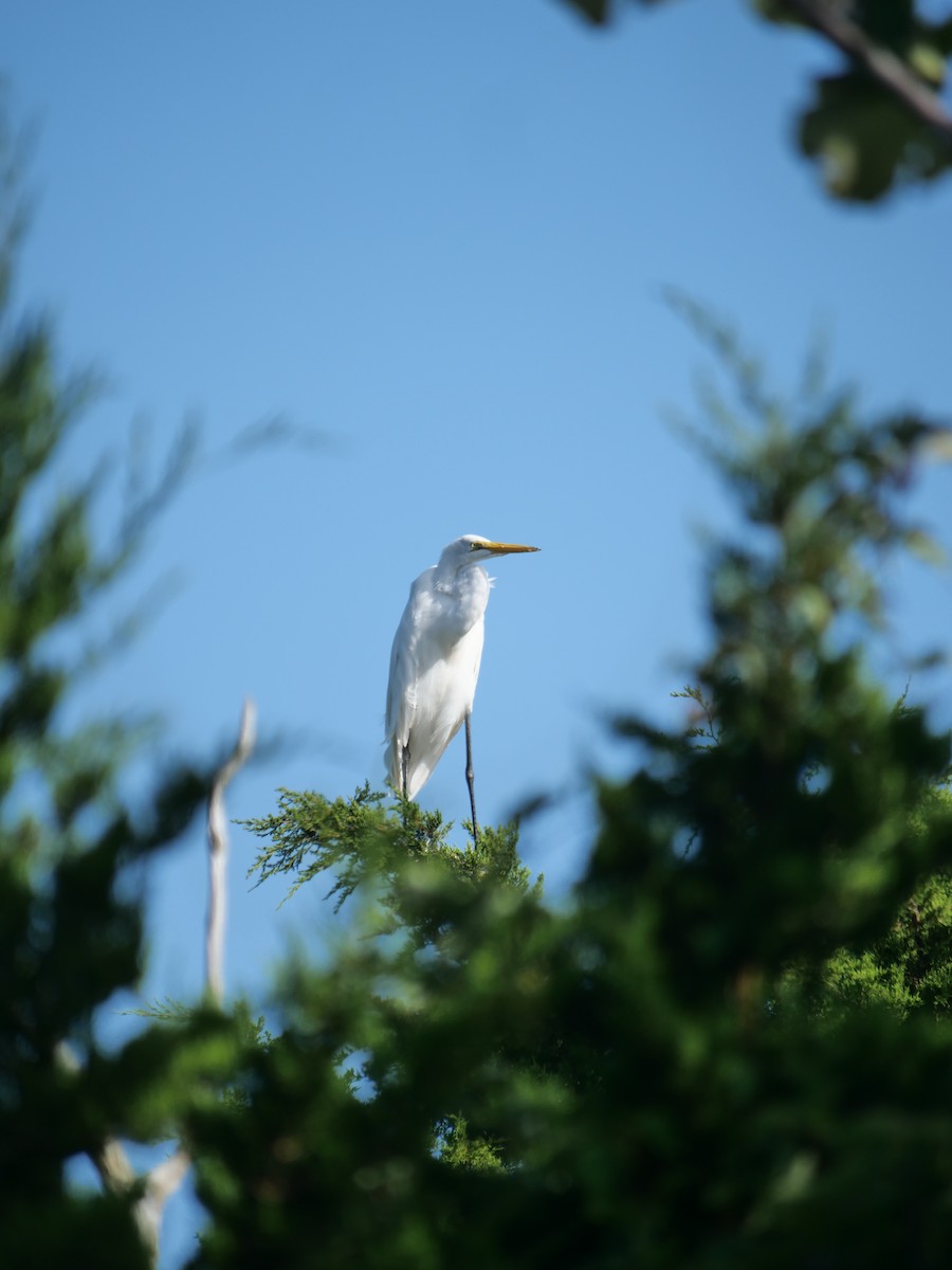 Great Egret - ML642090020