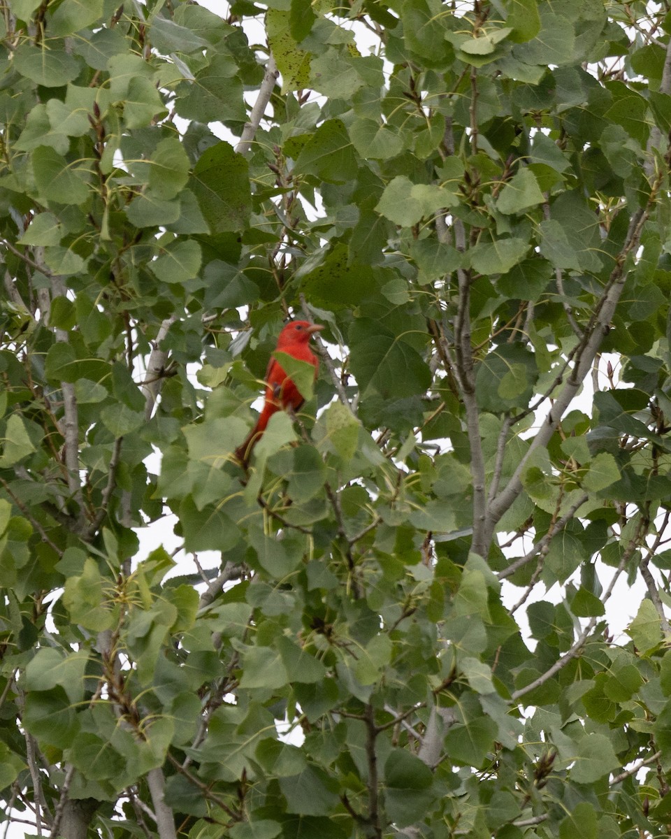 Summer Tanager - ML642090022
