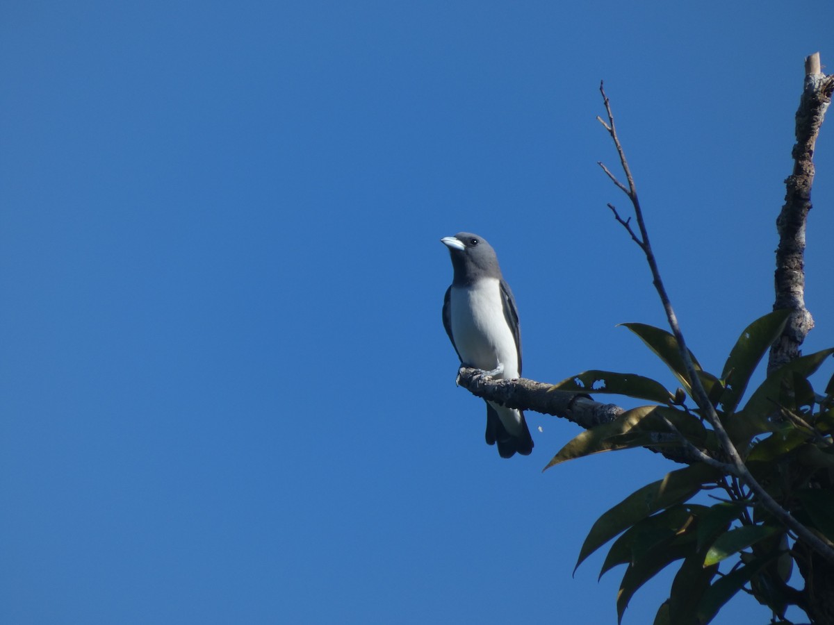 White-breasted Woodswallow - ML642090035