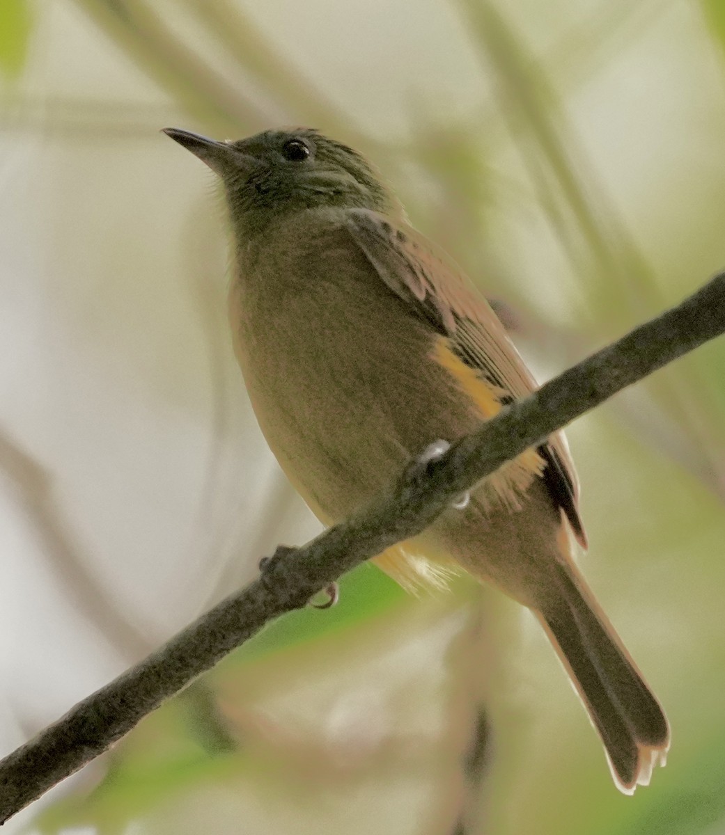 Ochre-bellied Flycatcher - ML642090054