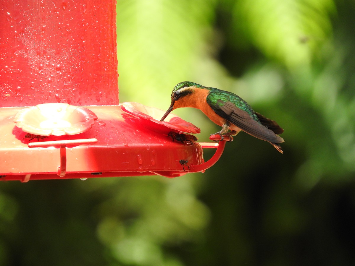 Colibri à gorge pourprée - ML642090056