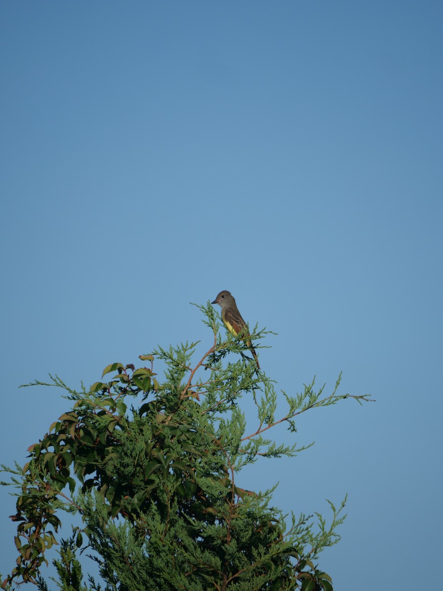 Great Crested Flycatcher - ML642090070