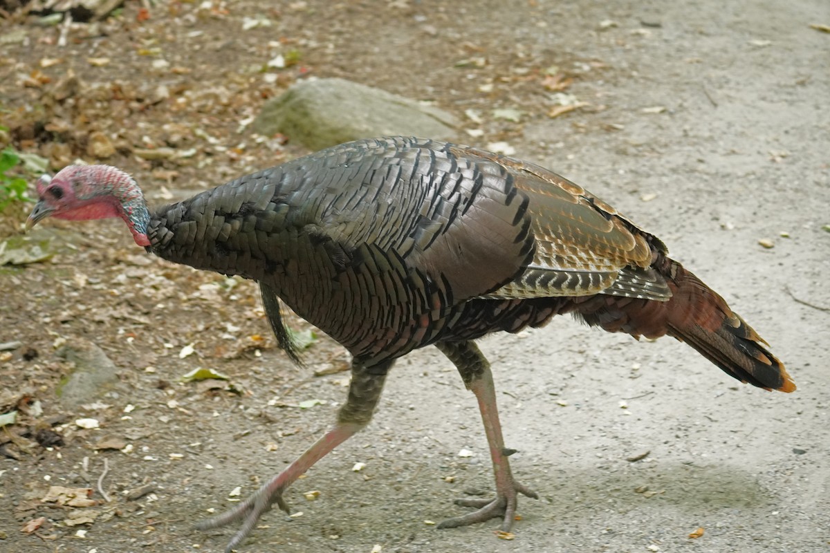 Guajolote Gallipavo - ML642090071