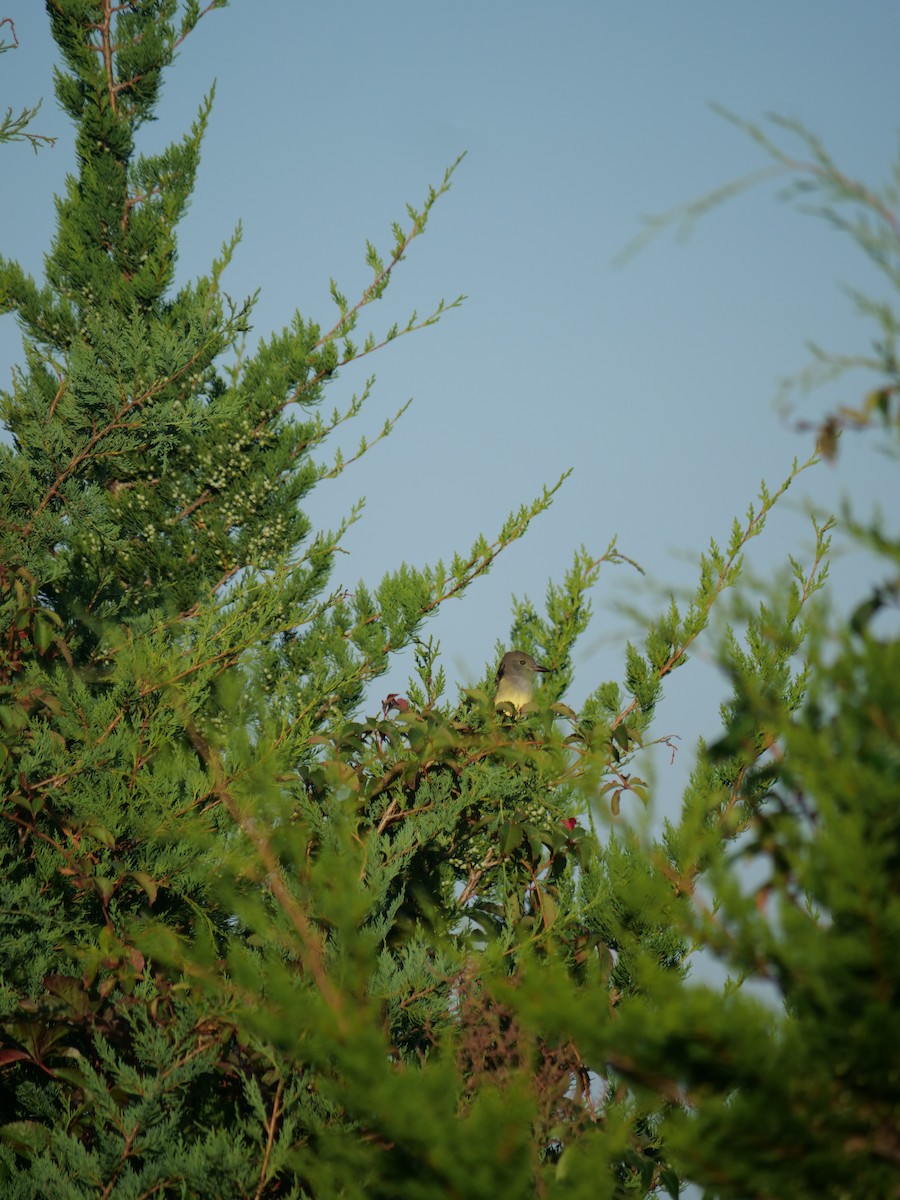 Great Crested Flycatcher - ML642090072