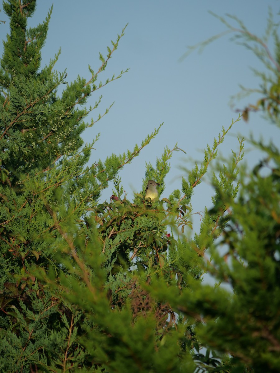 Great Crested Flycatcher - ML642090073