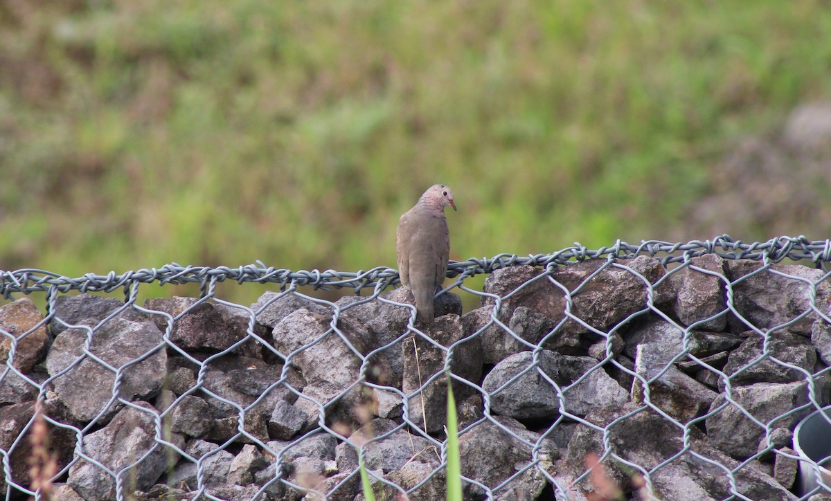 スズメバト - ML642090078