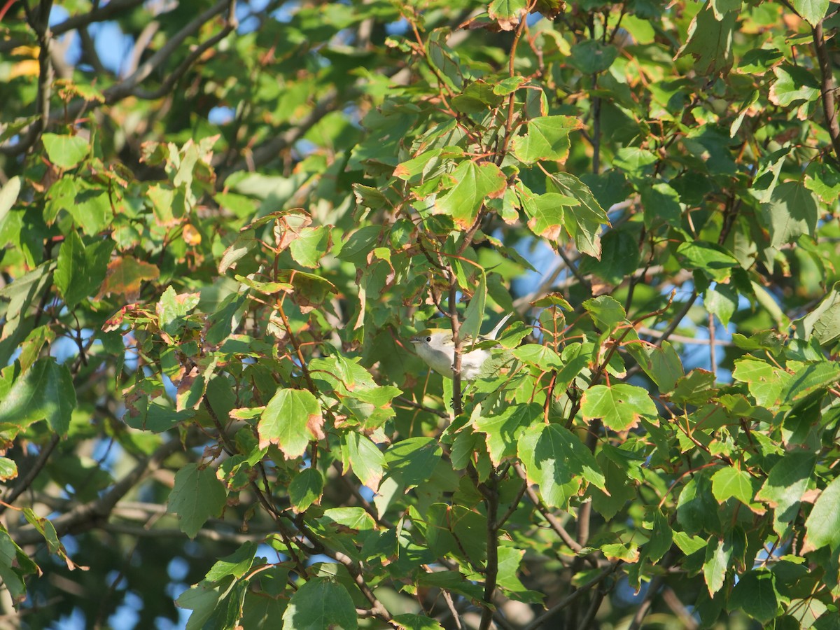 Chestnut-sided Warbler - ML642090079