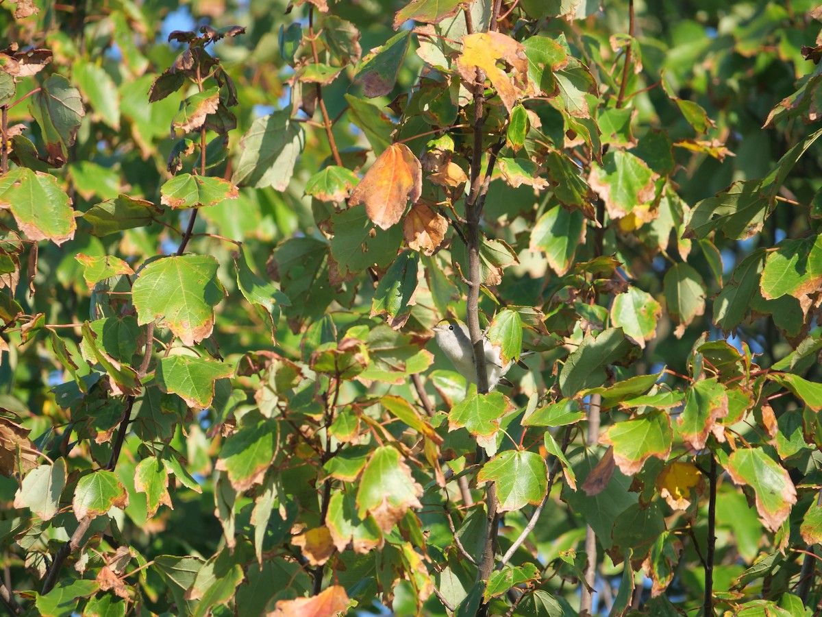 Chestnut-sided Warbler - ML642090080
