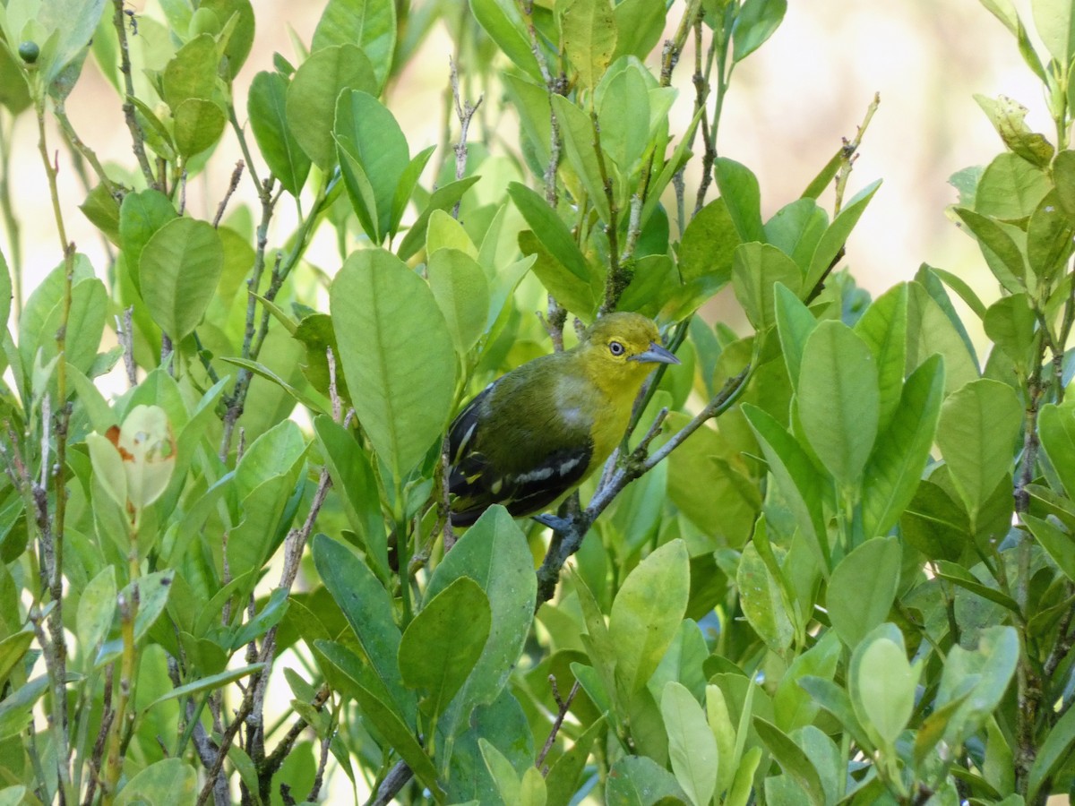 Common Iora - ML642090085