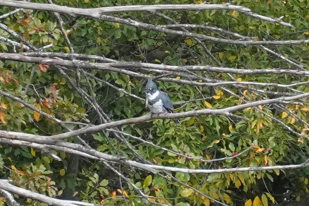 Belted Kingfisher - ML642090088
