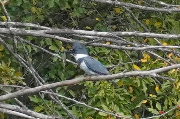 Belted Kingfisher - ML642090089