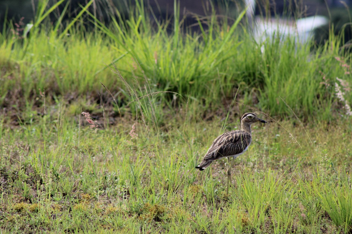 Double-striped Thick-knee - ML642090093