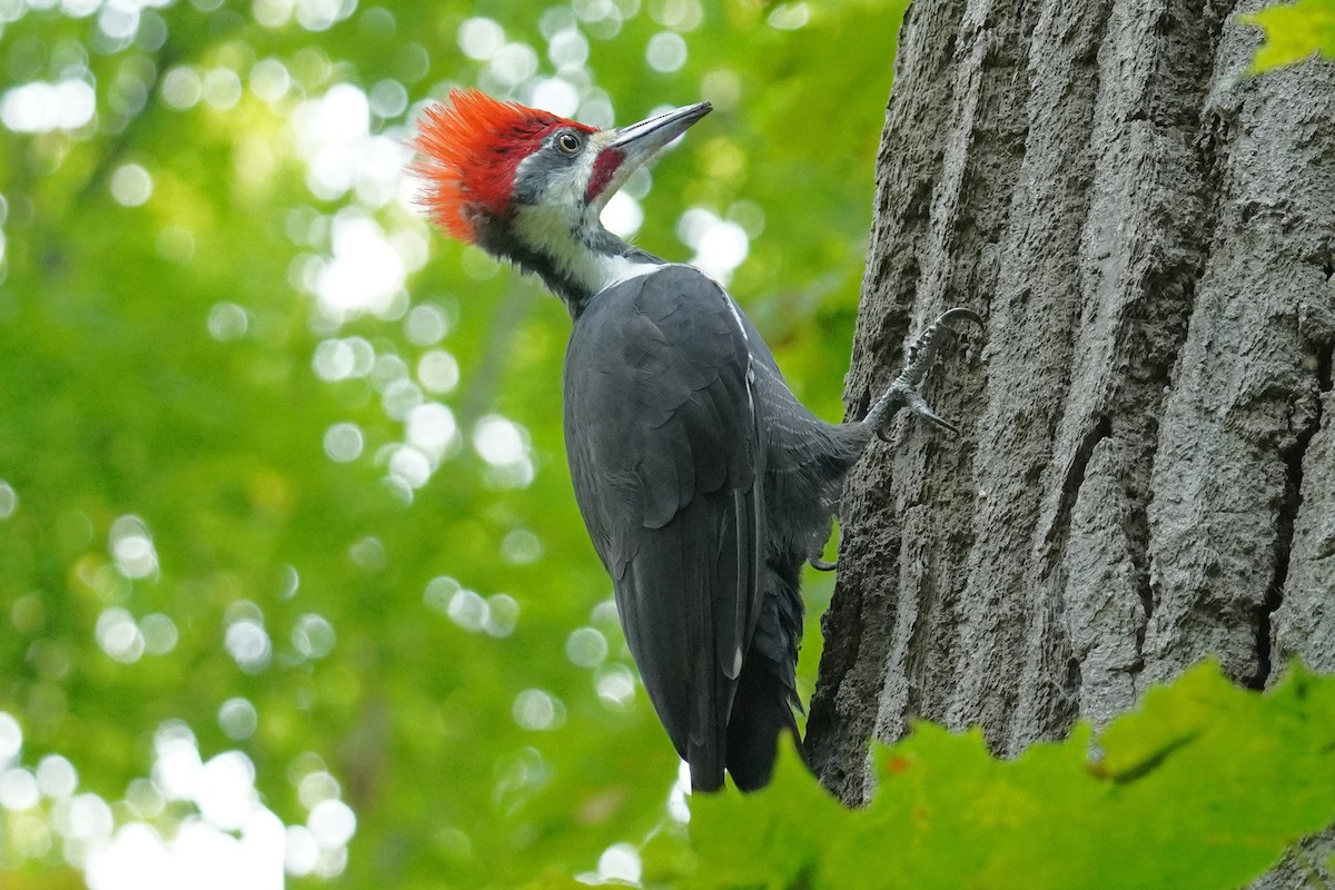 Pileated Woodpecker - ML642090098