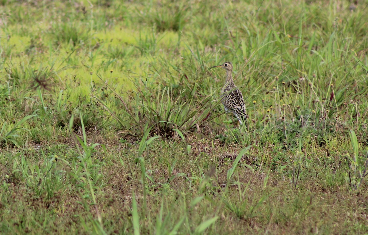 Upland Sandpiper - ML642090099