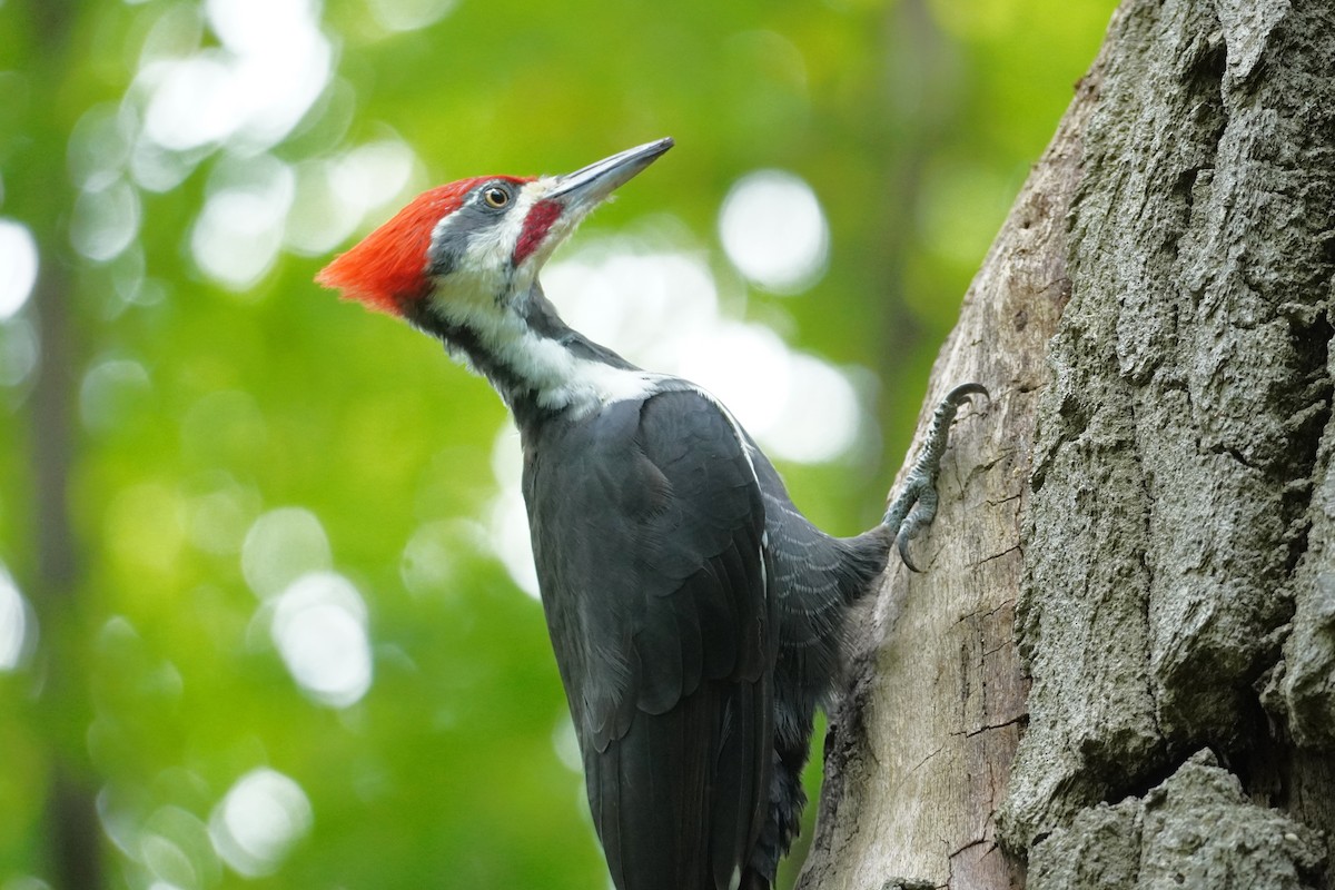 Pileated Woodpecker - ML642090100