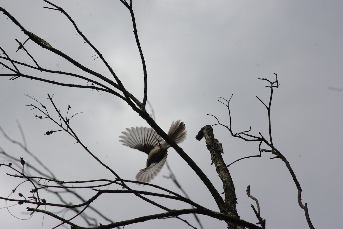 Gray Fantail - ML642090101