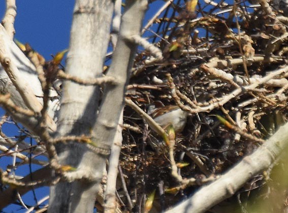 House Sparrow - ML642090102