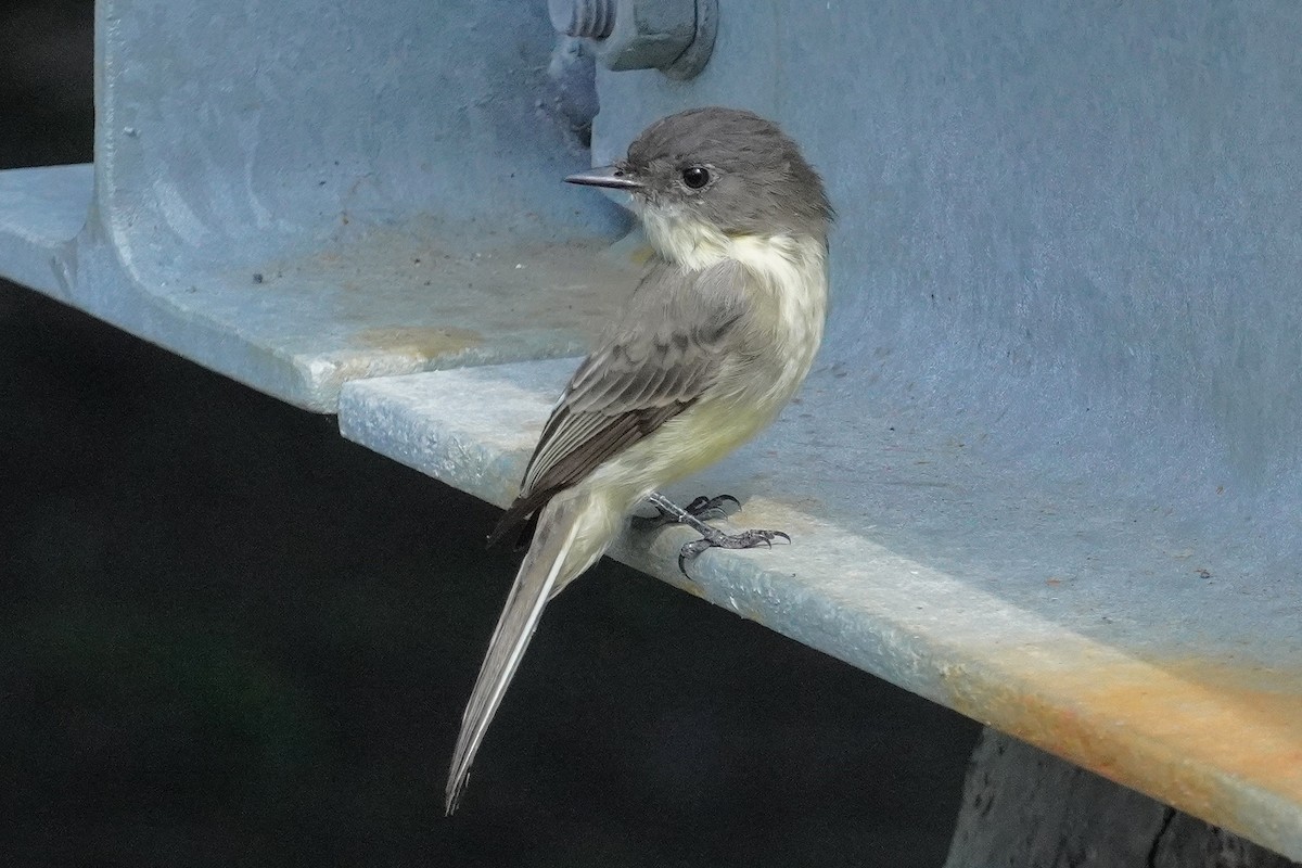 Eastern Phoebe - ML642090108