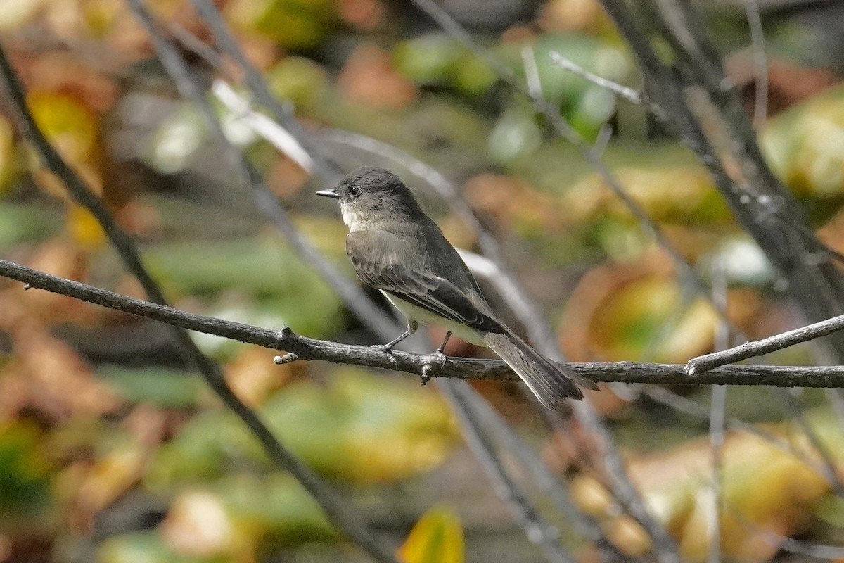 Eastern Phoebe - ML642090110