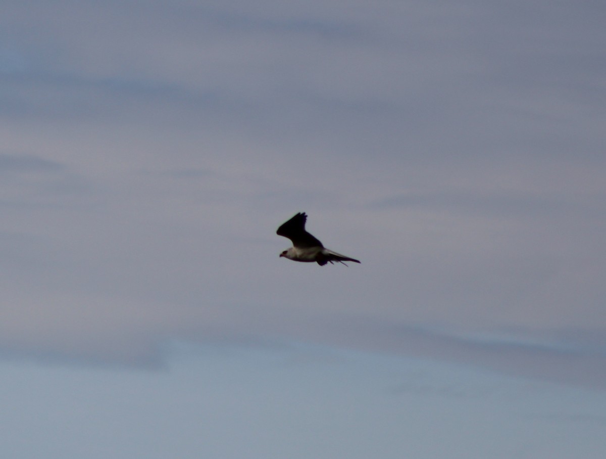 White-tailed Kite - ML642090111