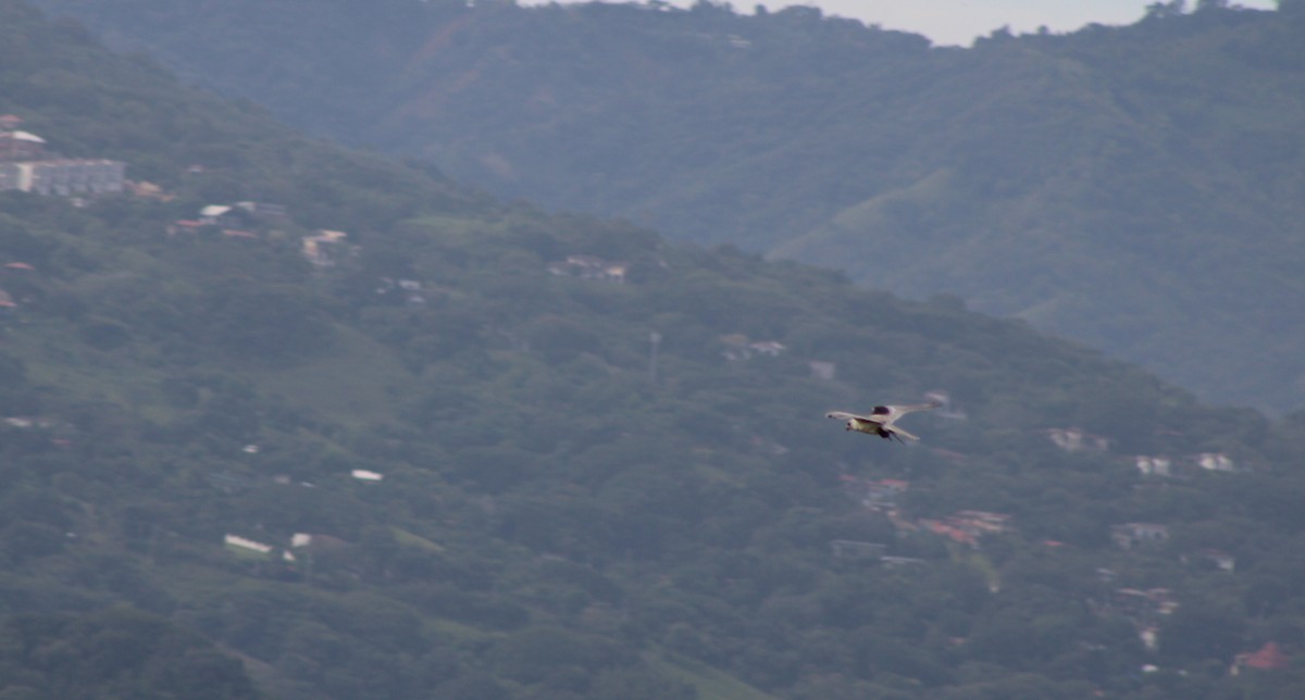 White-tailed Kite - ML642090112